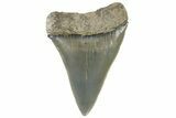 Fossil Mako Tooth - Lee Creek (Aurora), NC #179859-1